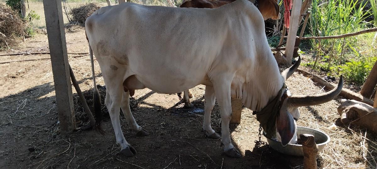 થંબનેલ 2