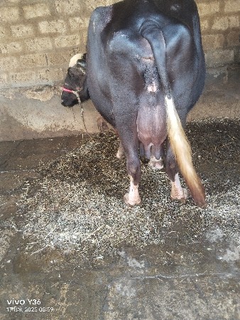 थंबनेल 3