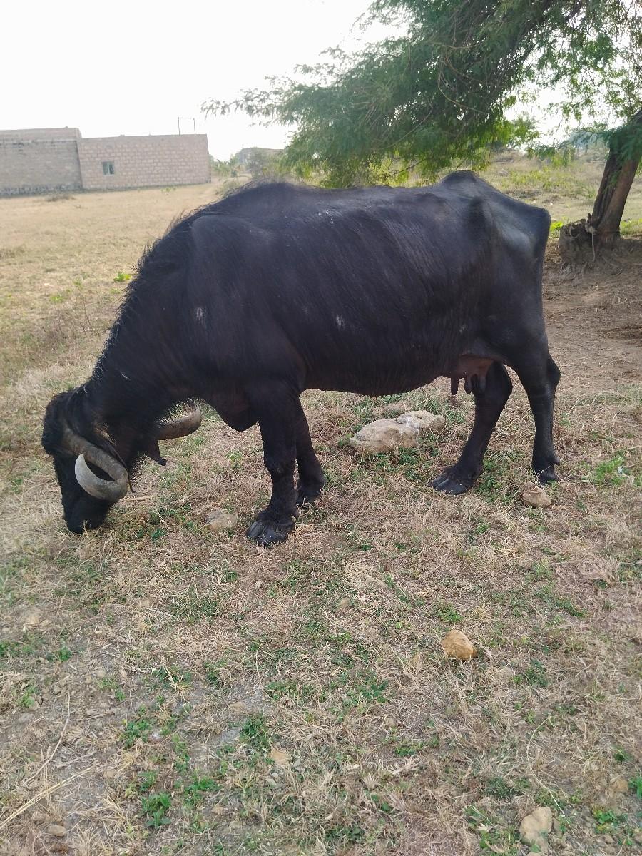 थंबनेल 2