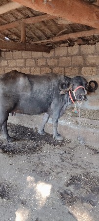 બીજું વેતર છે