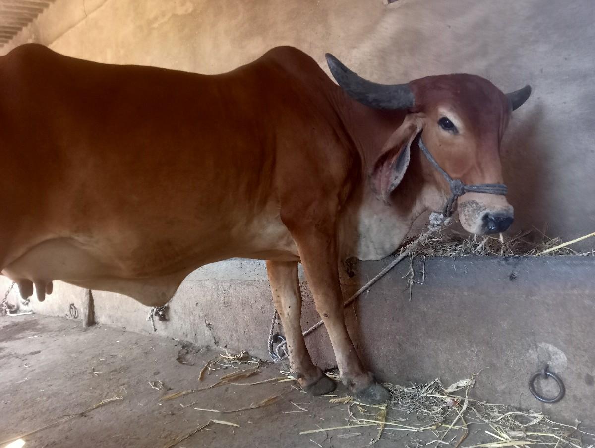 थंबनेल 3