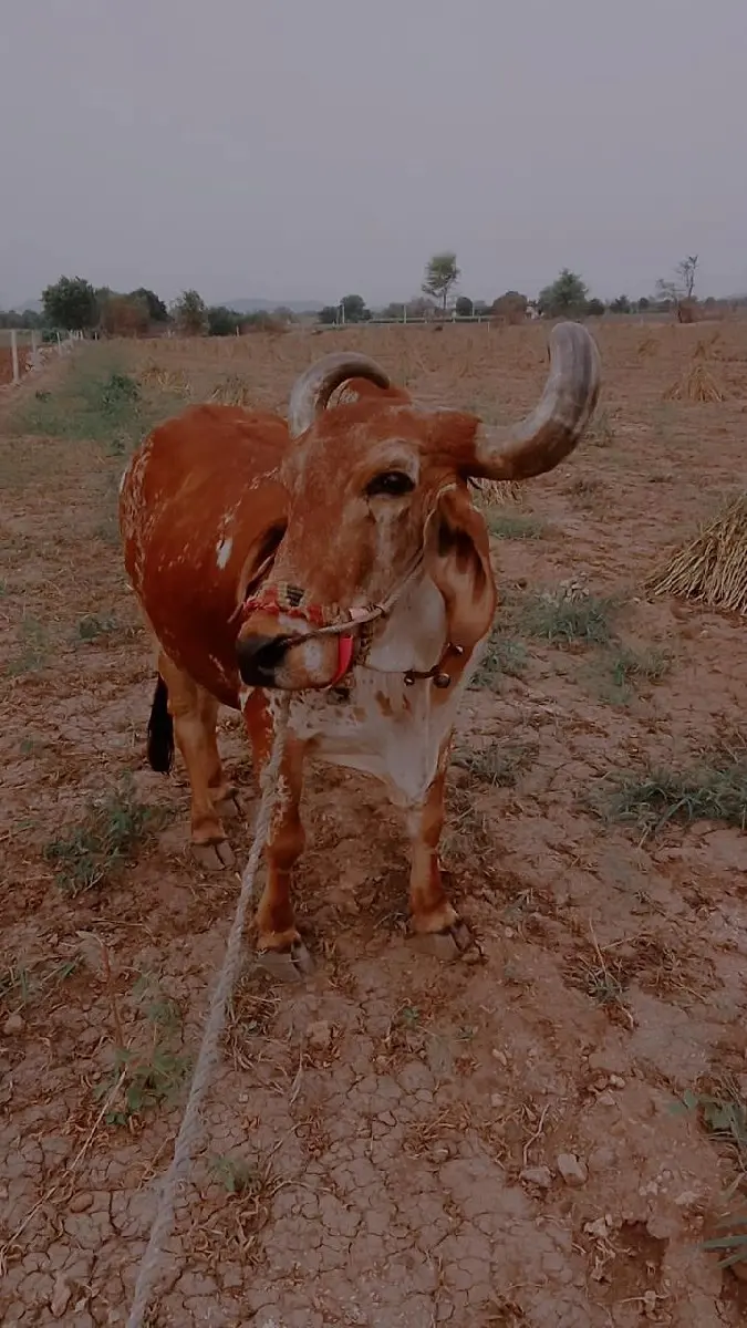 थंबनेल 2