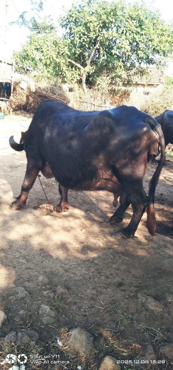 થંબનેલ 2