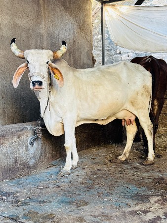 થંબનેલ 6