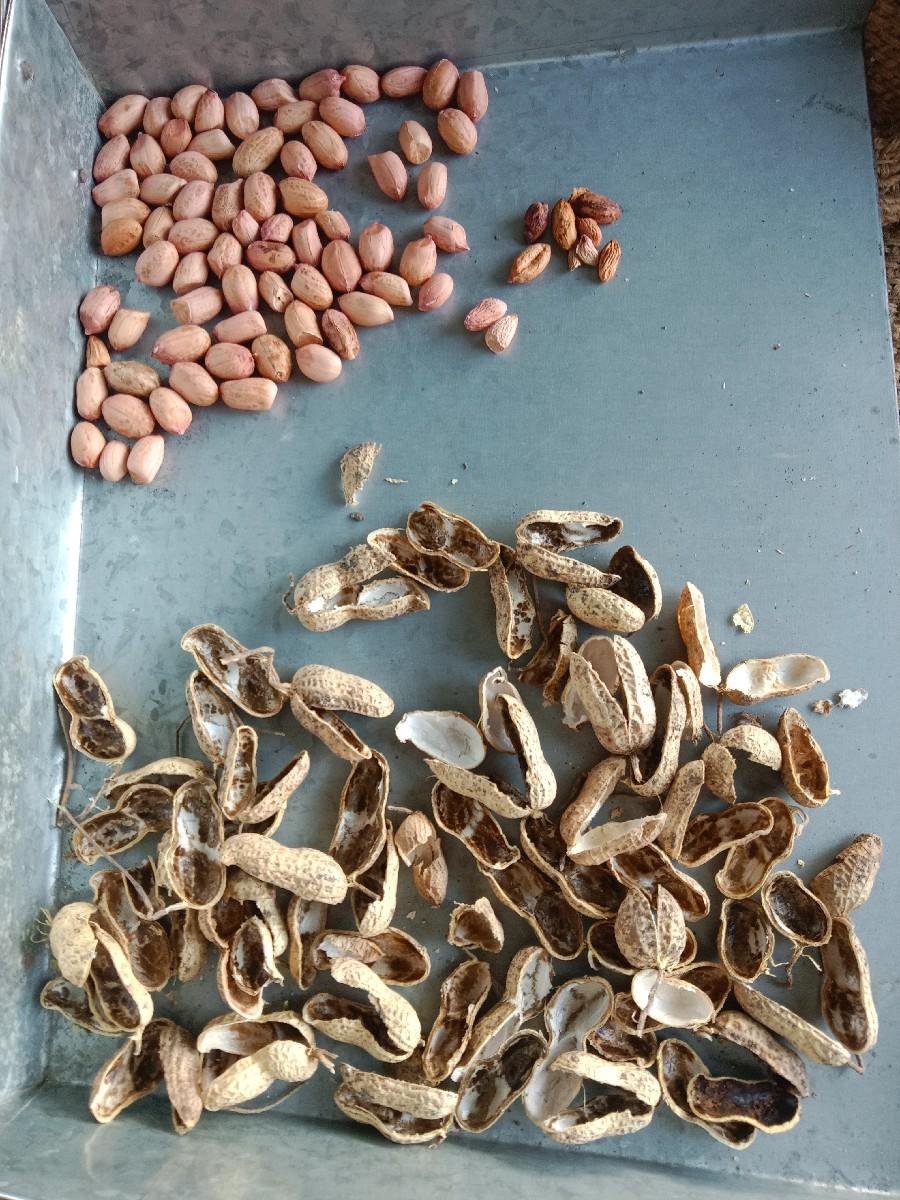 મગફળી નુ બિયારણ વેચવાનું છે