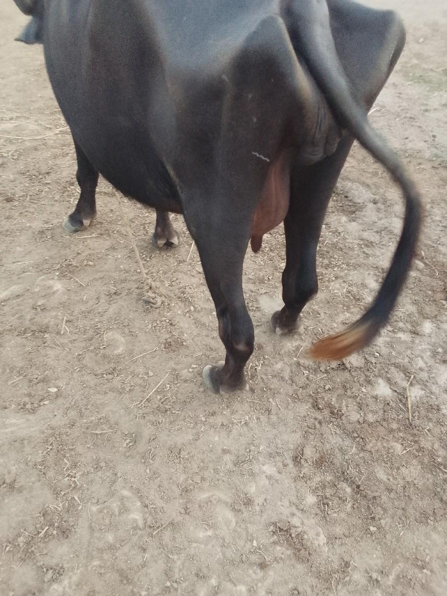 થંબનેલ 3