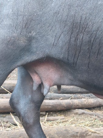 આ ભેંસ વેચવાની છે