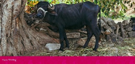 ગામ આણંદપુર તાલુકો જીલ્લો જુનાગઢ