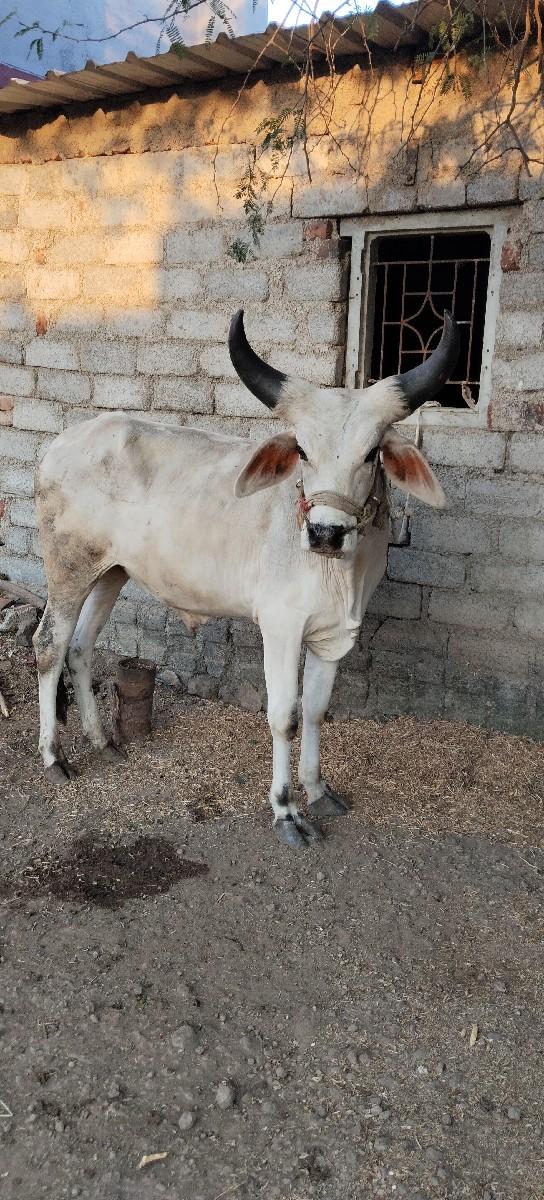 વાછડા વેચાવ