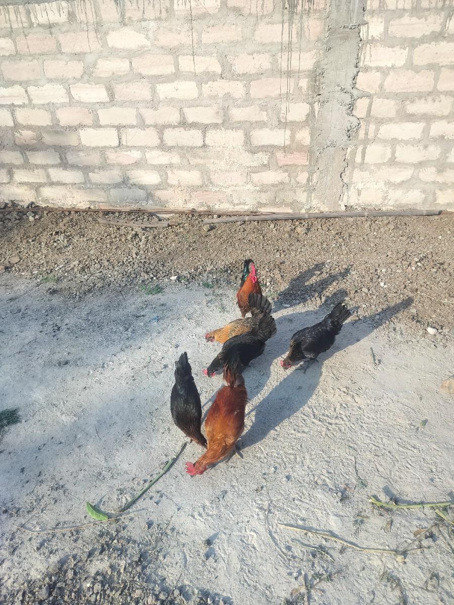 थंबनेल 3