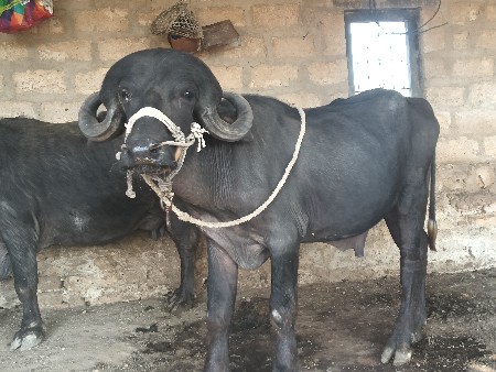 આ પાડો વેચવાનો છે