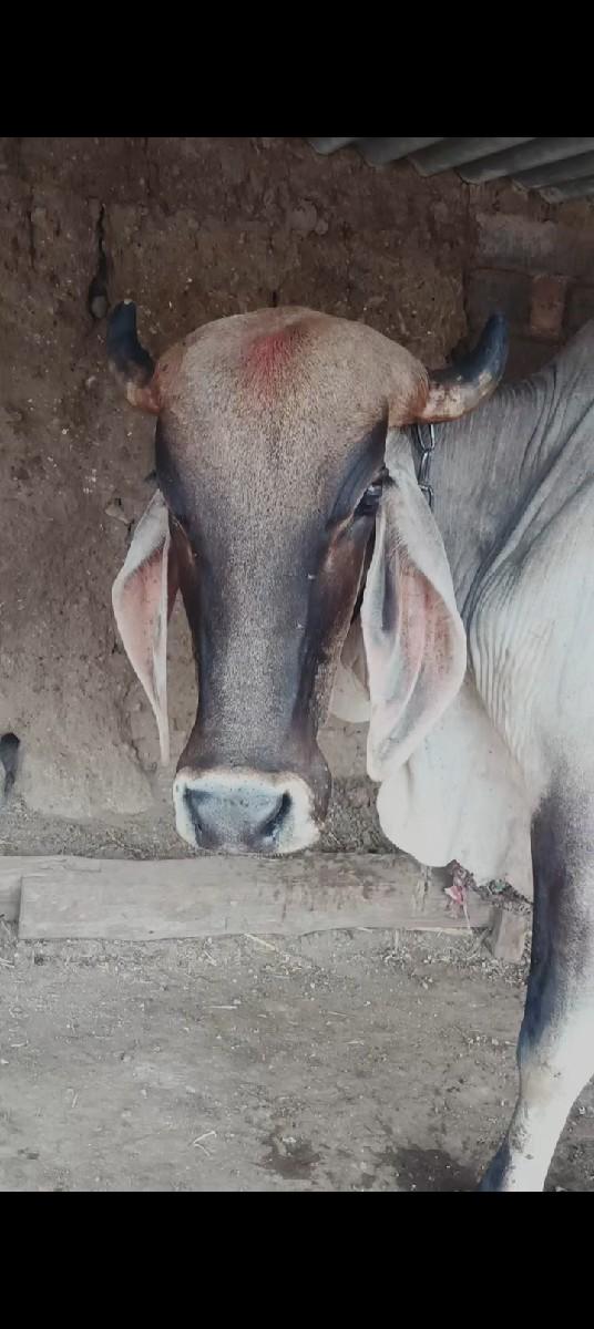 ગાય વેસવા ની છે