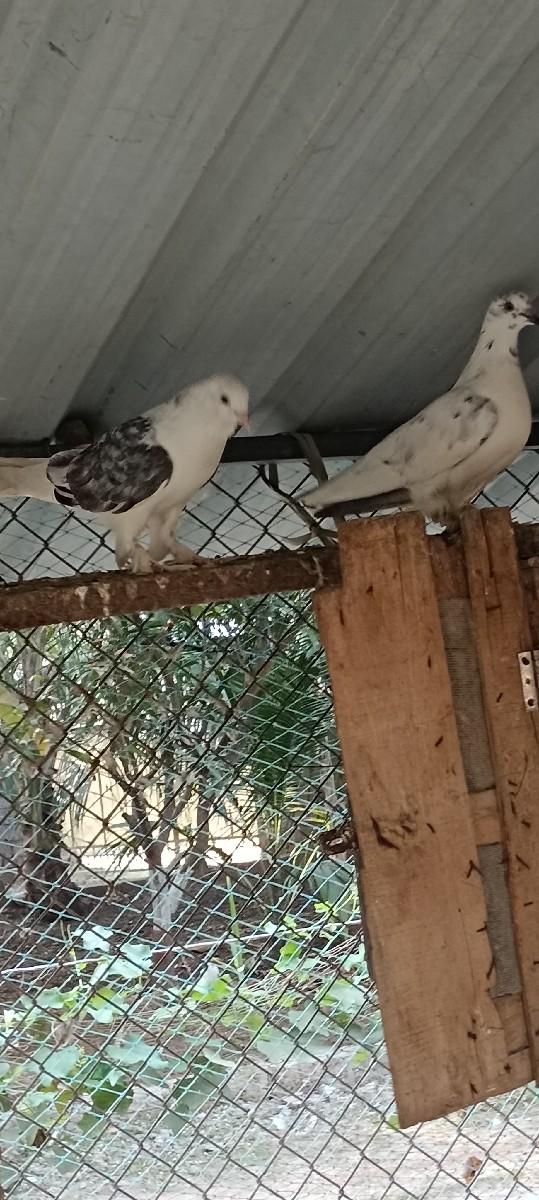 थंबनेल 3