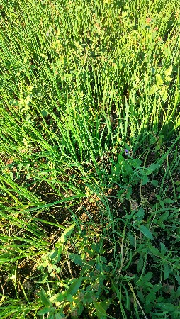 રોજ પતિ નૉ રોપ વેચવા નૉ છે