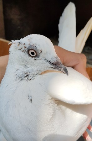 થંબનેલ 3