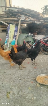 थंबनेल 3