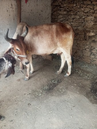 ગાય વેચવાની છે