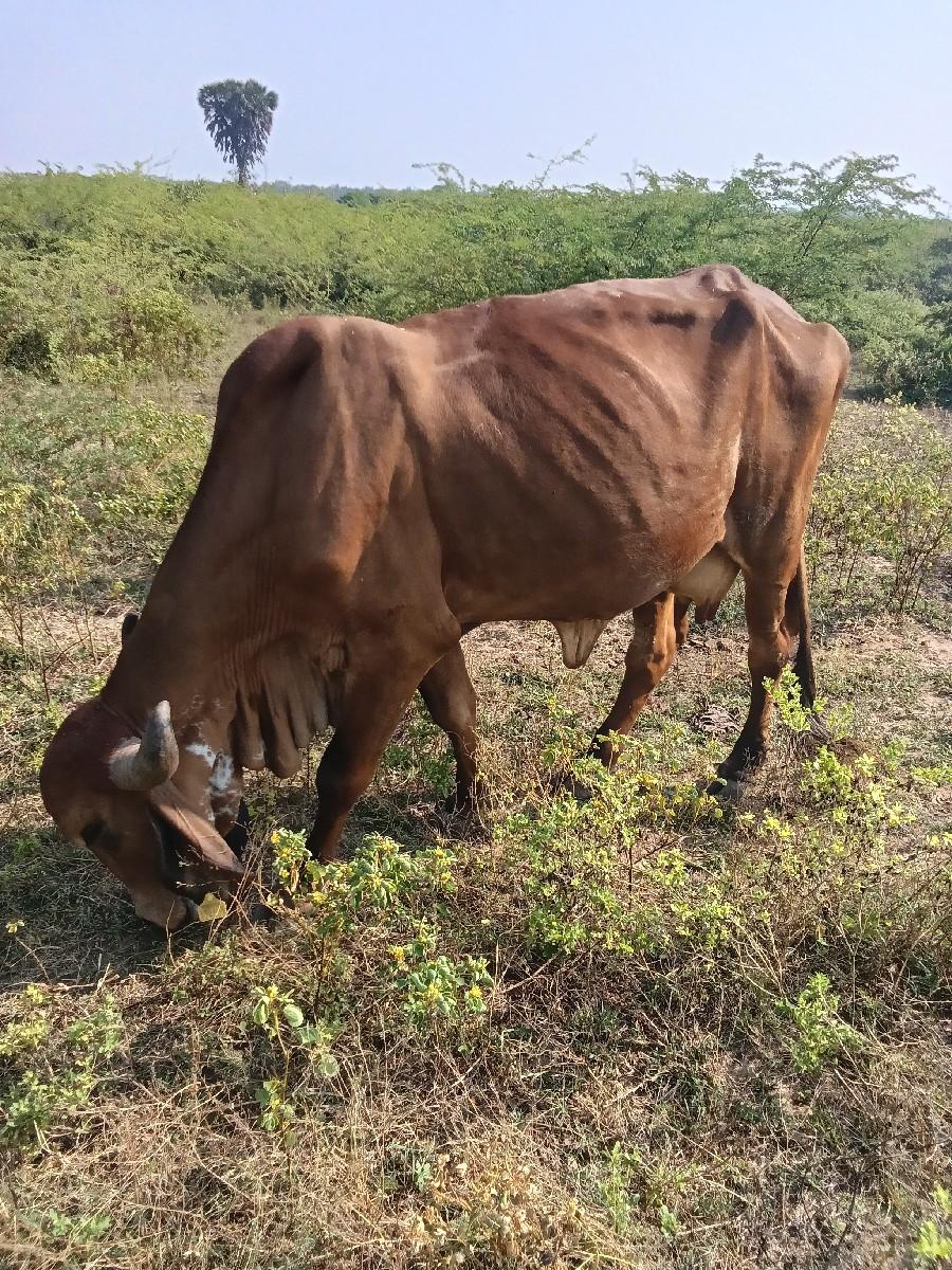 थंबनेल 2