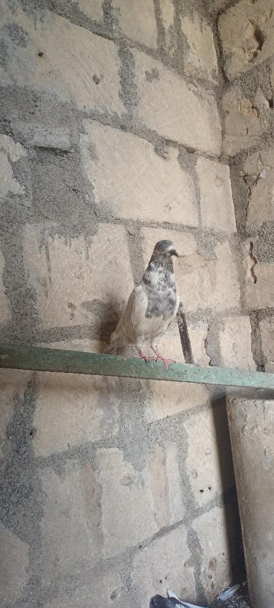 થંબનેલ 3