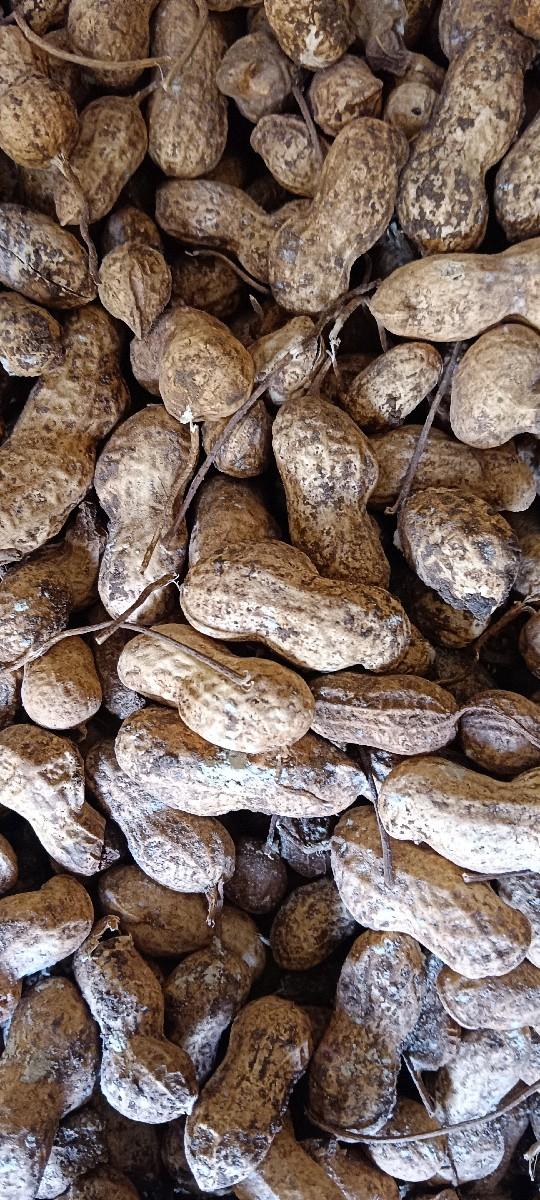 39 નંબર મગફળી (કોરી)