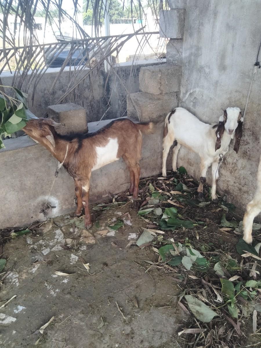 थंबनेल 3