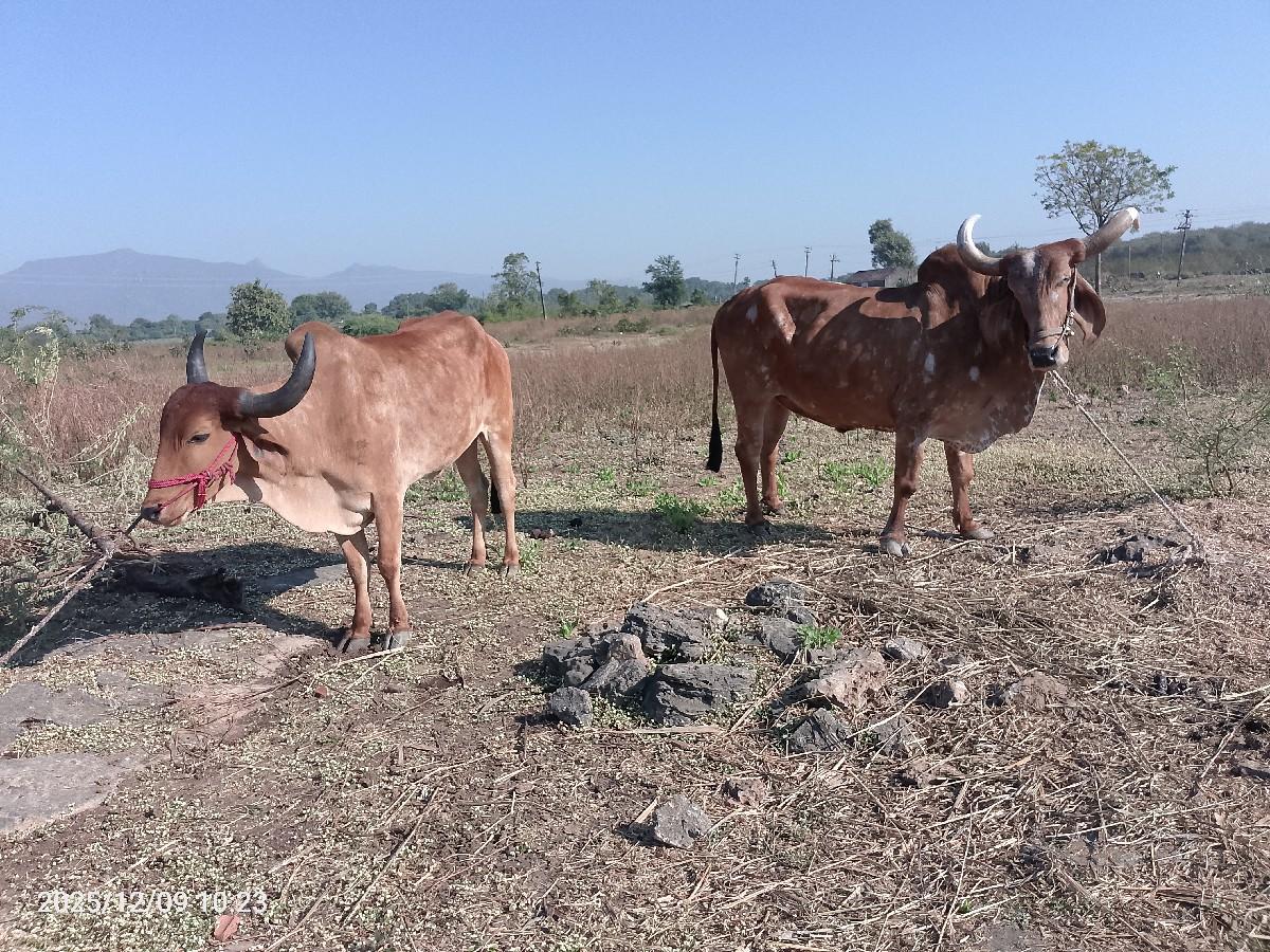 3000 રૂપિયા કિંમત