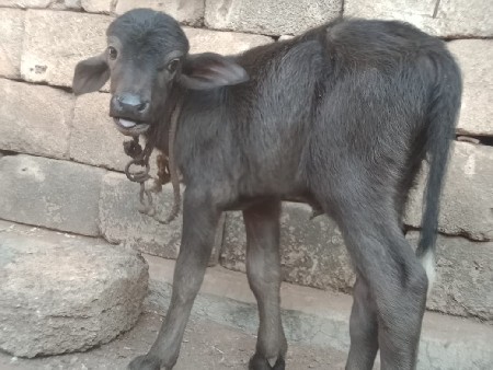 પાડી વેચવાની છે