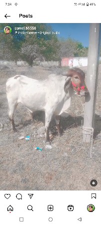 ભરત વ્યસન