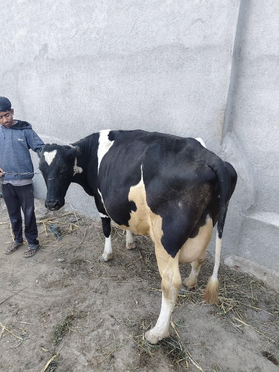 थंबनेल 2