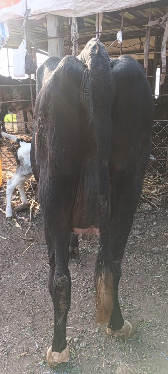 આ બેય જર્સી ગાય વેચવાની છે