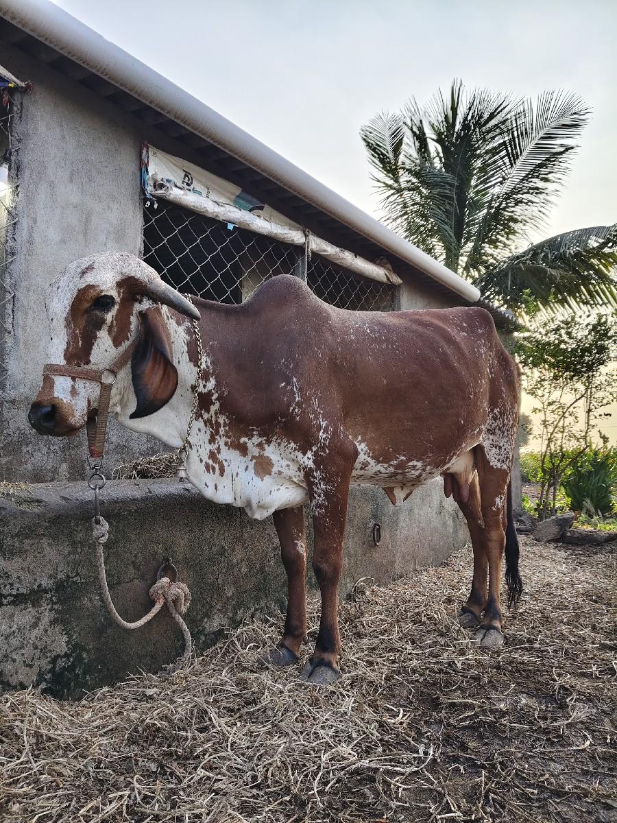 थंबनेल 2