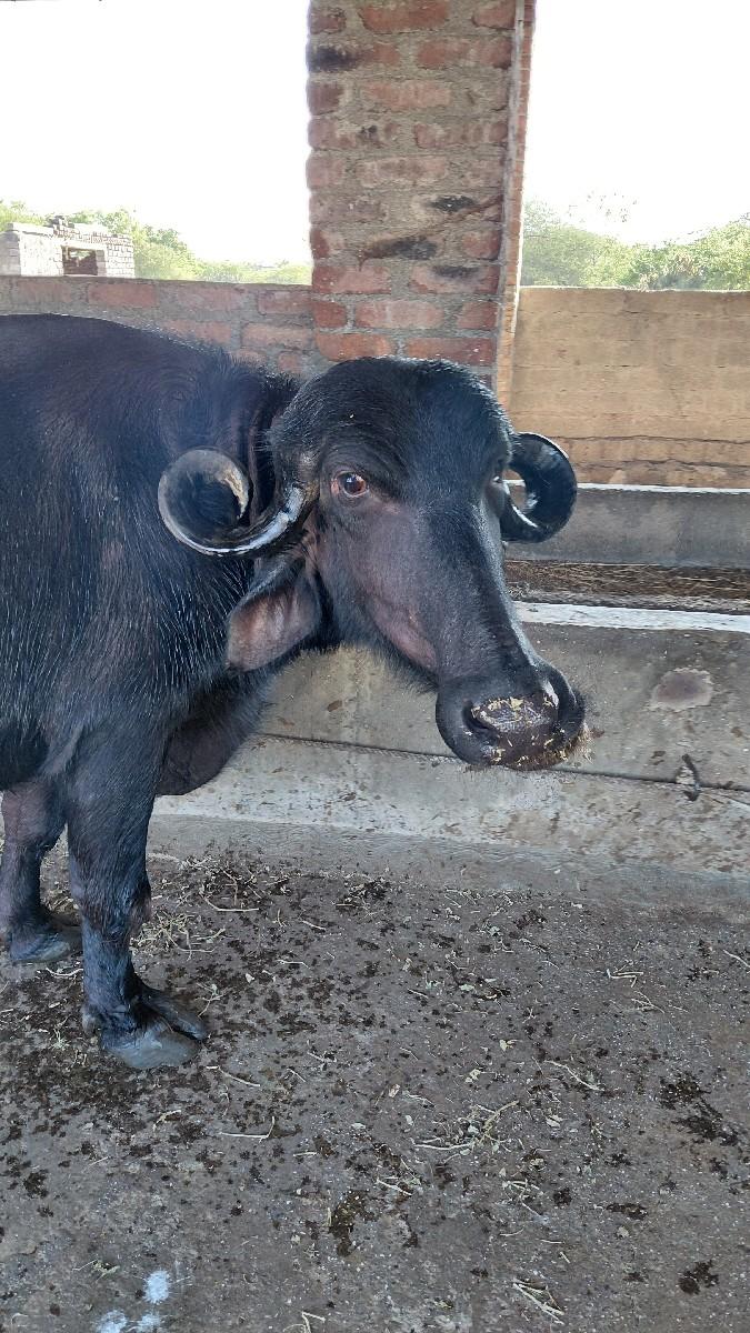 જોરદાર ગાભણ ભેસ છે