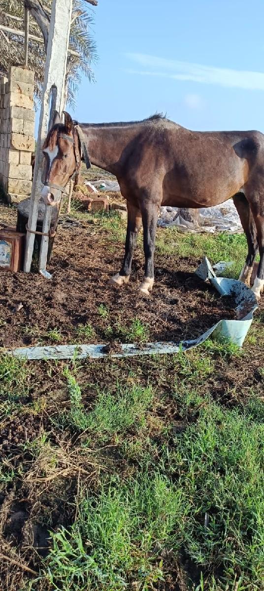 ghodi na sata karva chhe