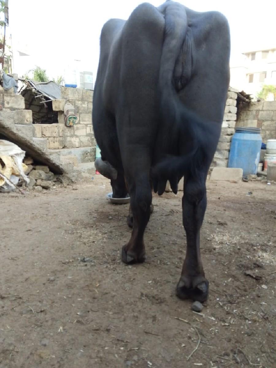 થંબનેલ 3