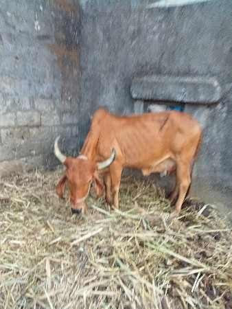 थंबनेल 2