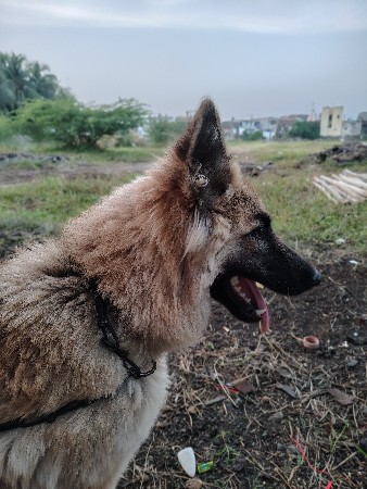 garman sefard fimale