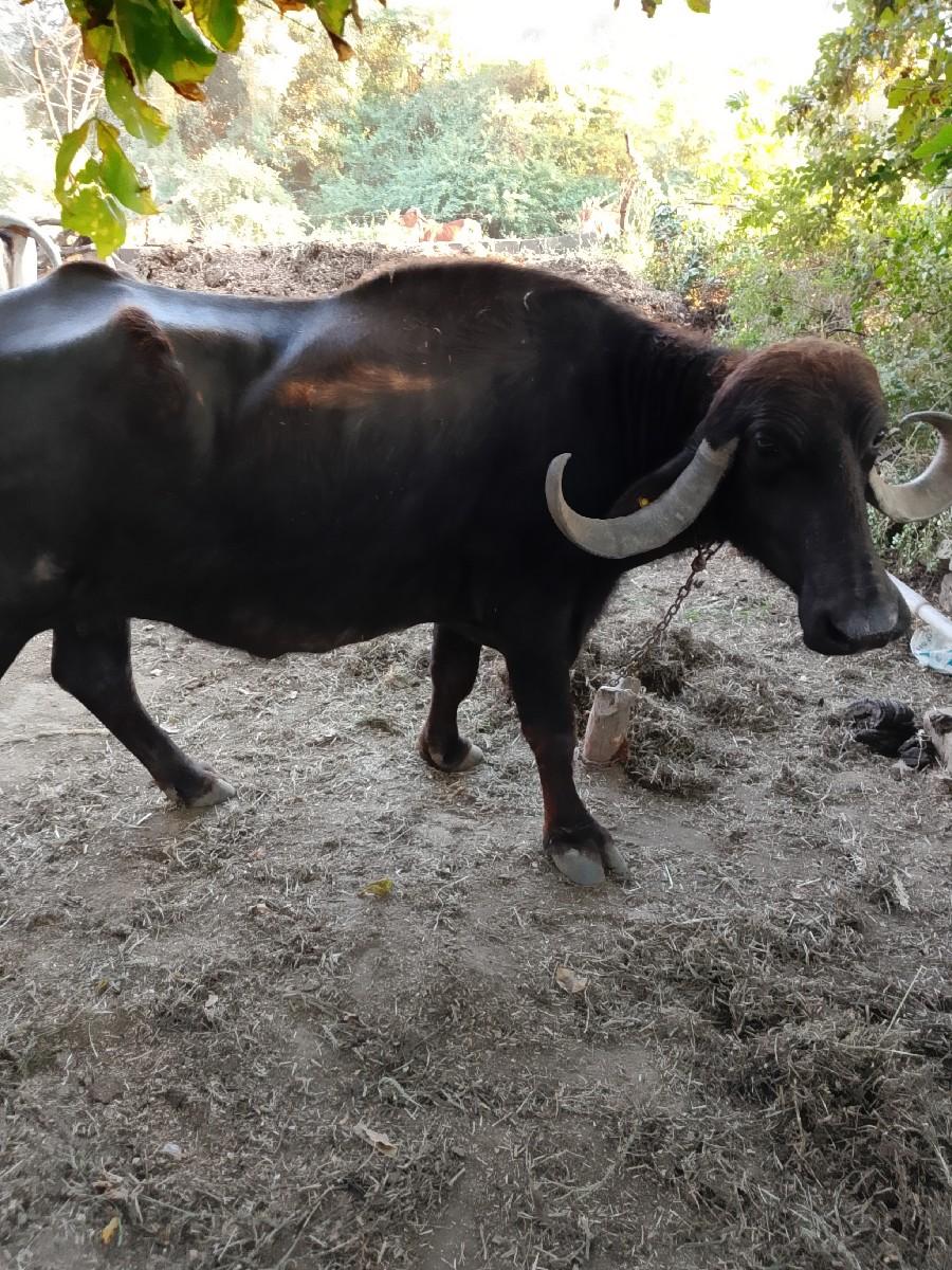 थंबनेल 2