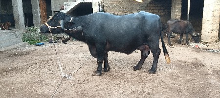 થંબનેલ 2