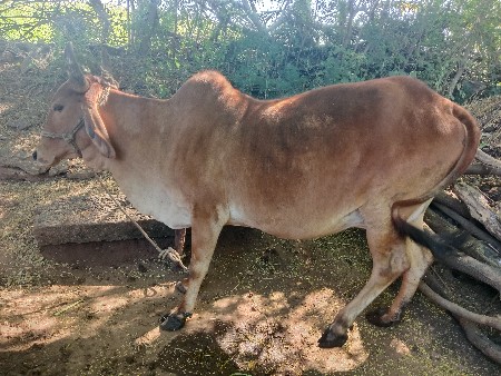 થંબનેલ 3