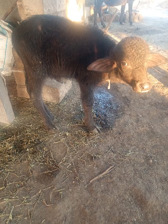 ભેંસ વેસવાની છે