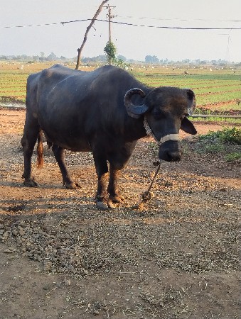 ભેશ વેચવાનીછે