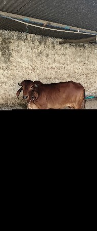 ગીર ગાય વેચવા ની છે