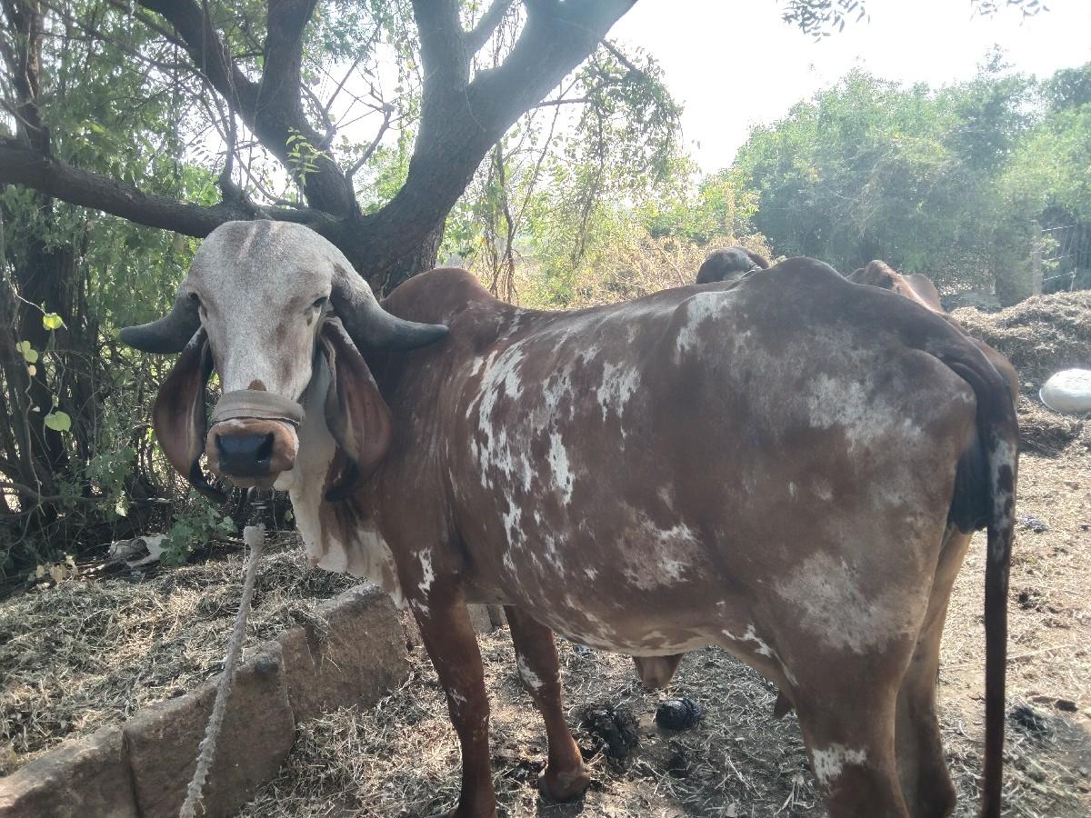 થંબનેલ 4