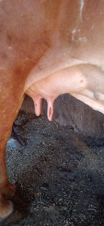 ગાય વેચવાની છે