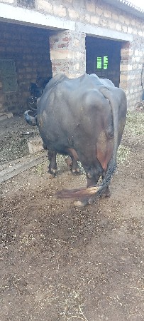 थंबनेल 2