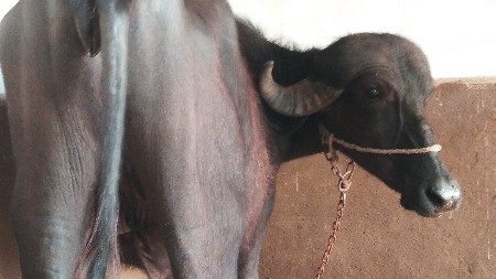 થંબનેલ 3