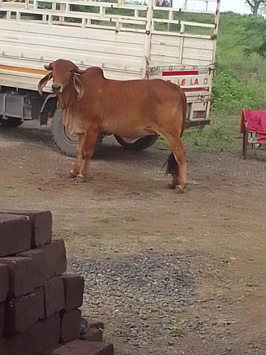 થંબનેલ 2