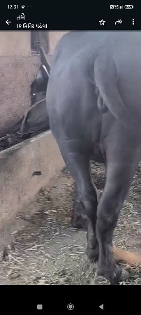 થંબનેલ 3