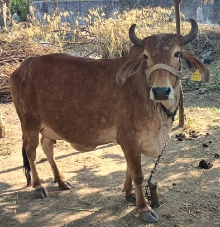 ગાય વેસ વાની છે