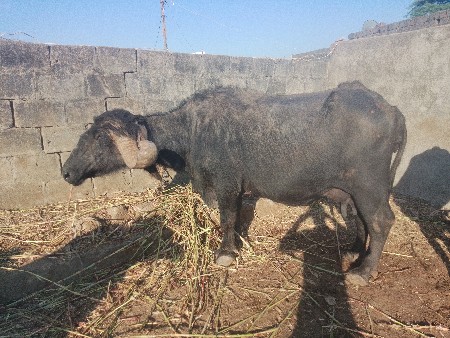 थंबनेल 2